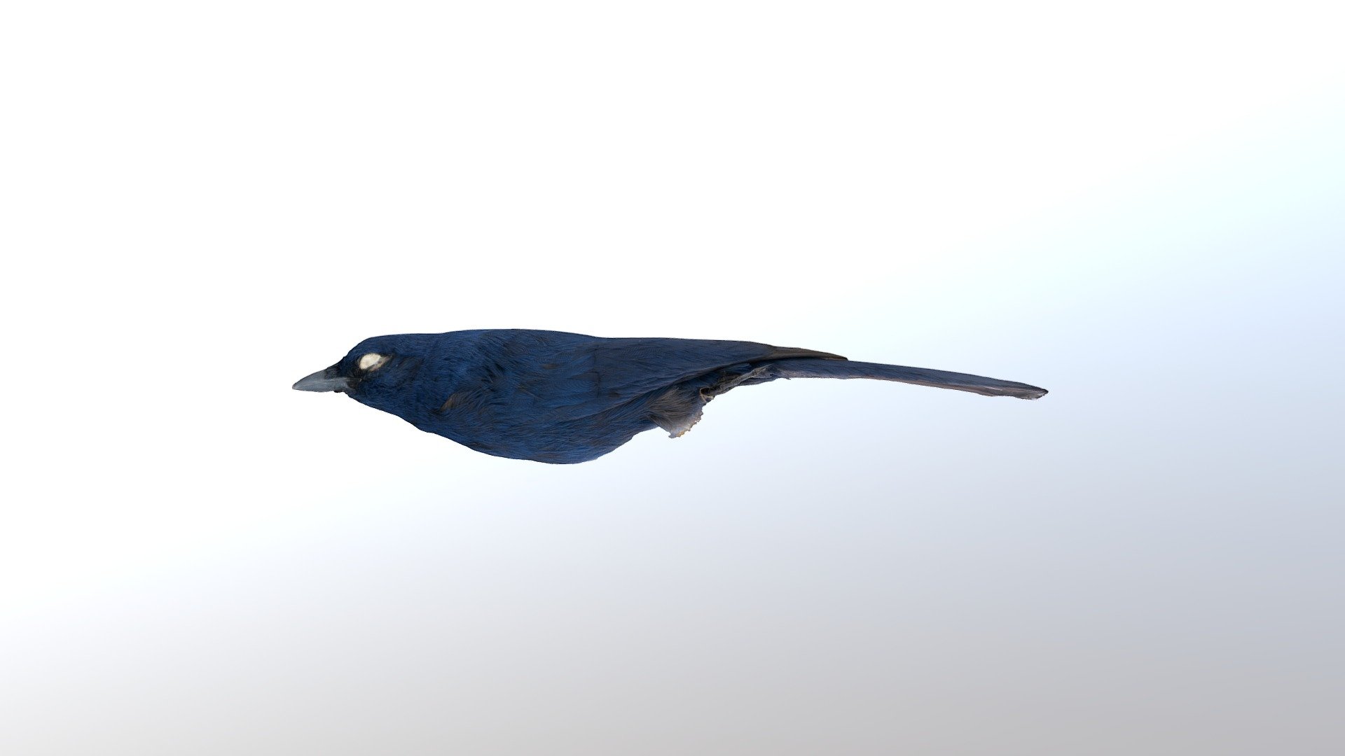 aphelocoma unicolor oaxacae	39121 — Sketchfab embed 3D viewer
