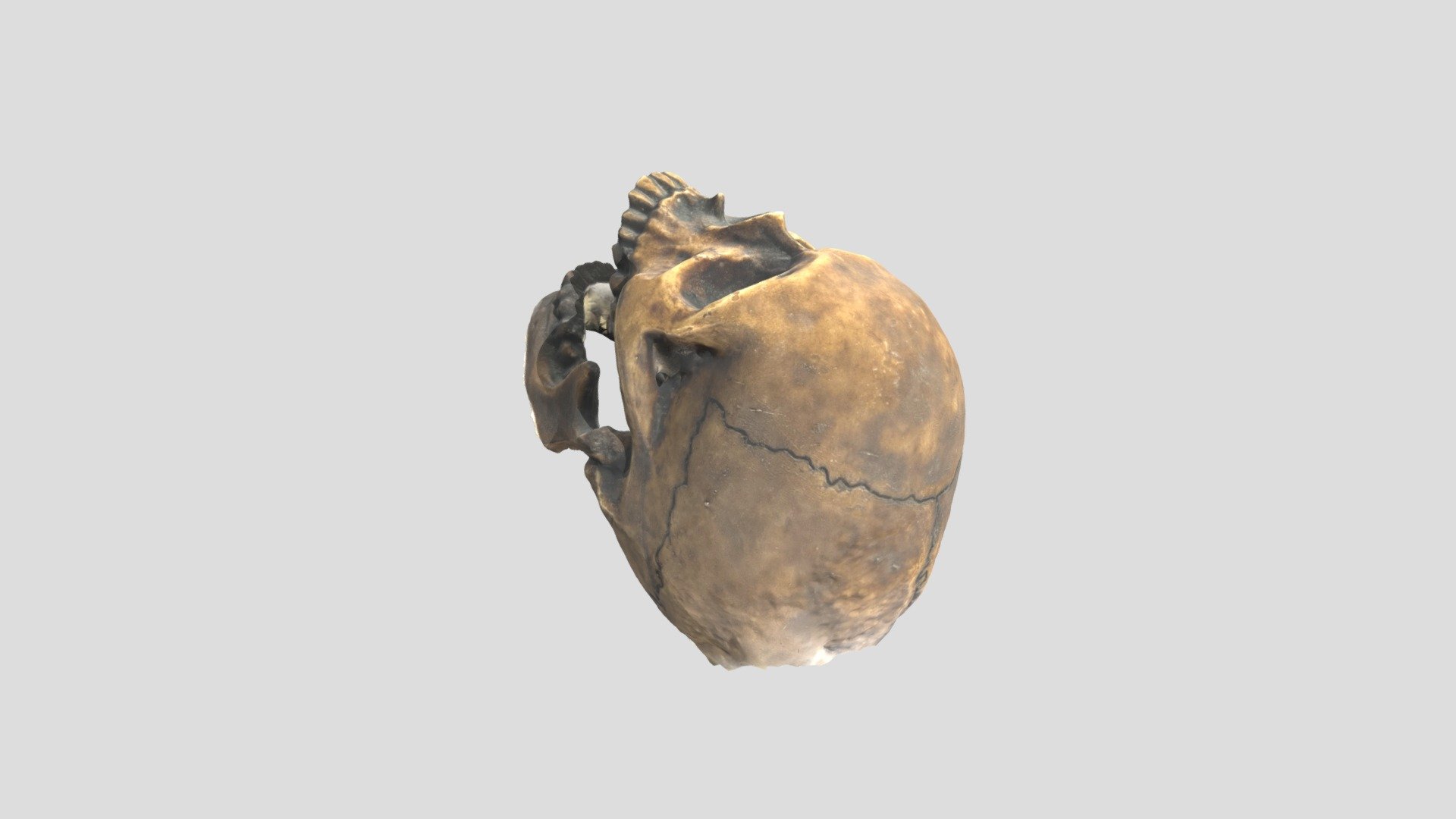 model - 3D model by Adam_Zyla [caa4088] - Sketchfab