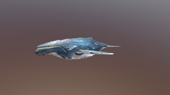 baleen whale 3D Model
