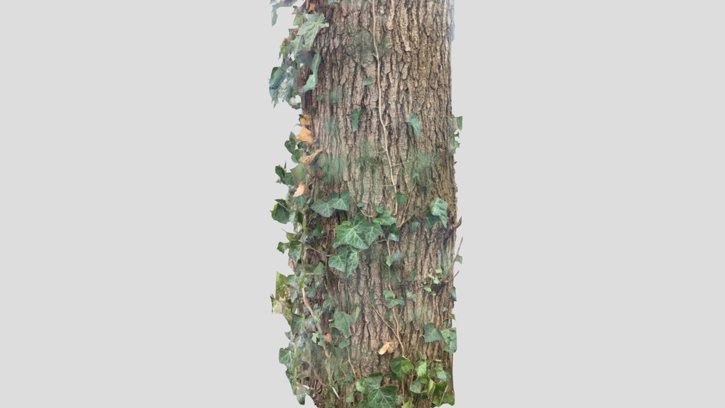 Tree With Vines