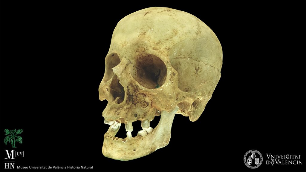 Homo sapiens sapiens skull
