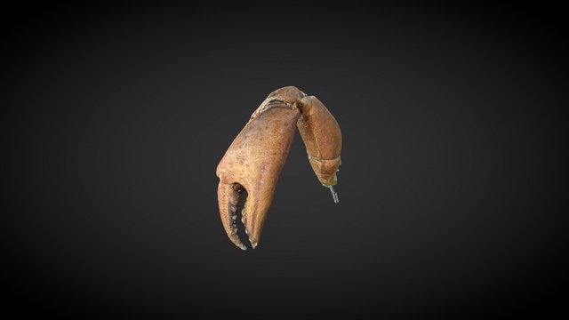 Crab, claw 3D Model