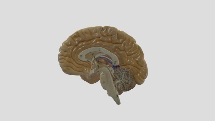 Brainstem, Cerebrum, and Cerebellum (Right) 3D Model