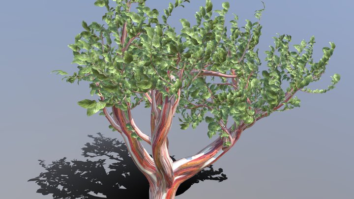 Snowgum Eucalyptus - Detailed Tree 3D Model