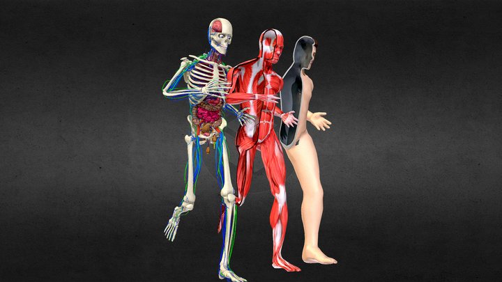 Animation Dissection Anatomy Systems: RUNING 3D Model
