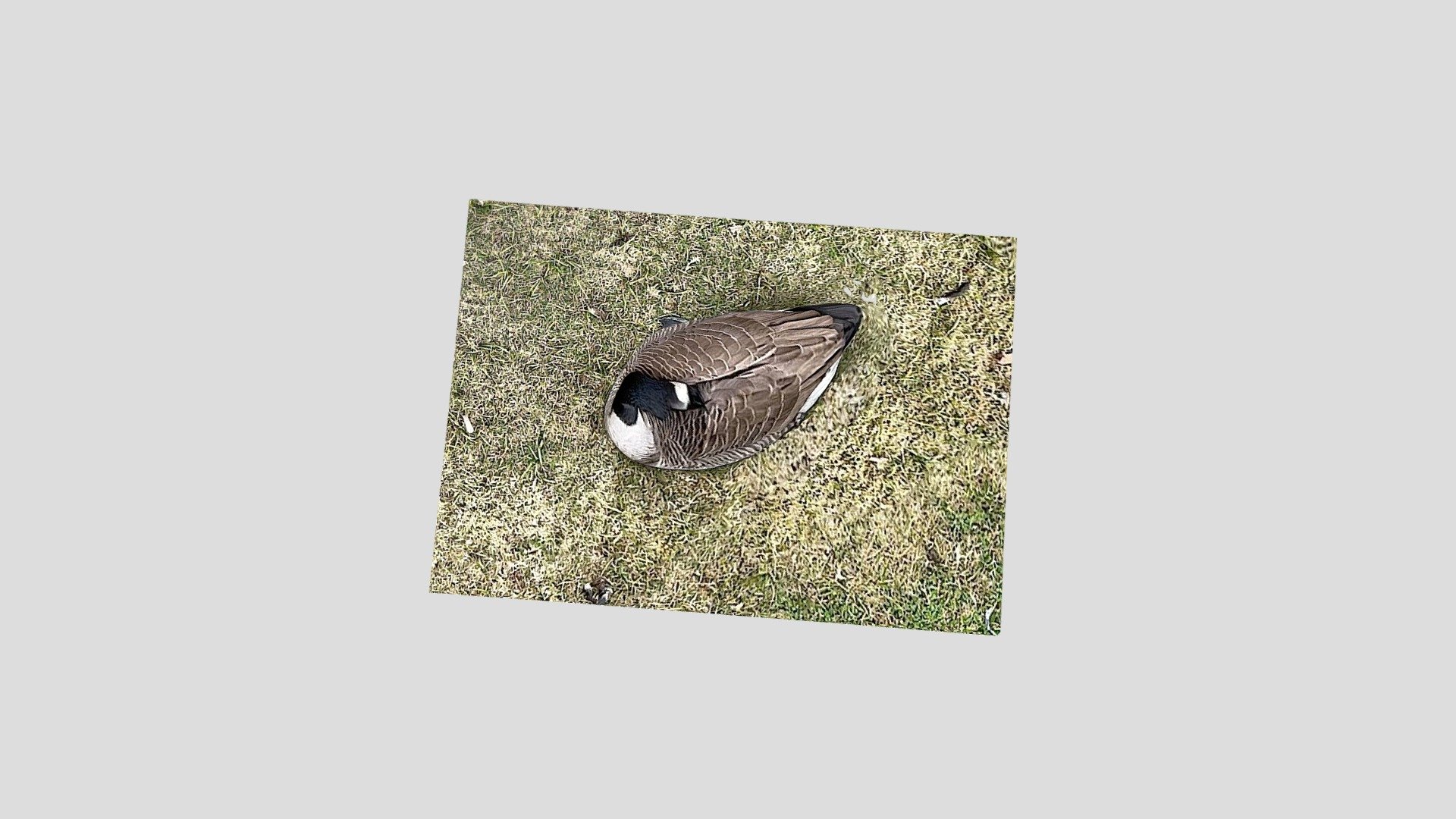 He scans the goose while it sleeps