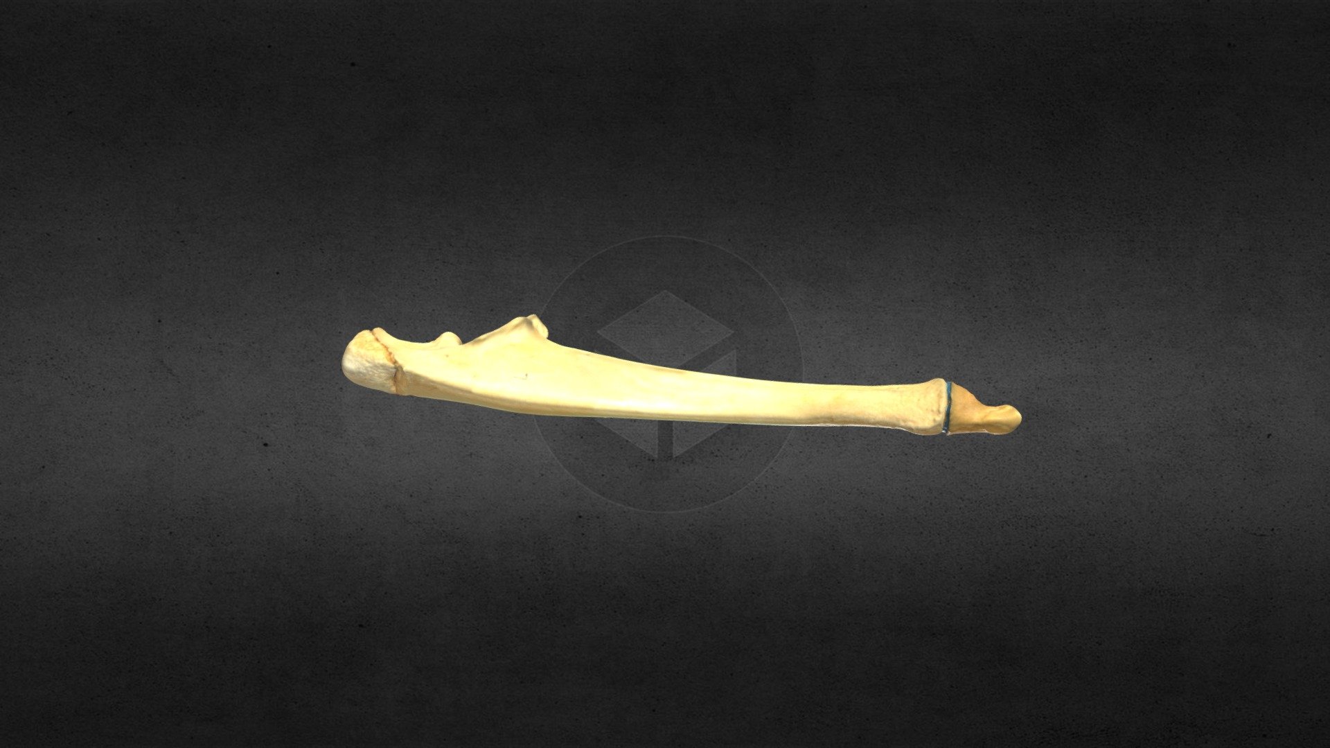MSCC098 Puma concolor Juvenile Left Ulna
