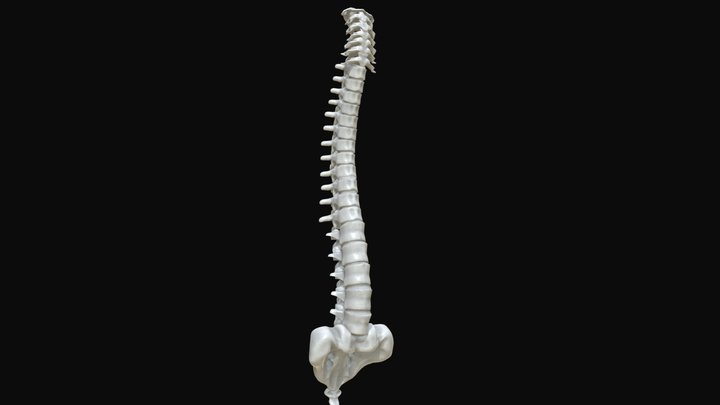 Anatomy - Human spine 3 3D Model