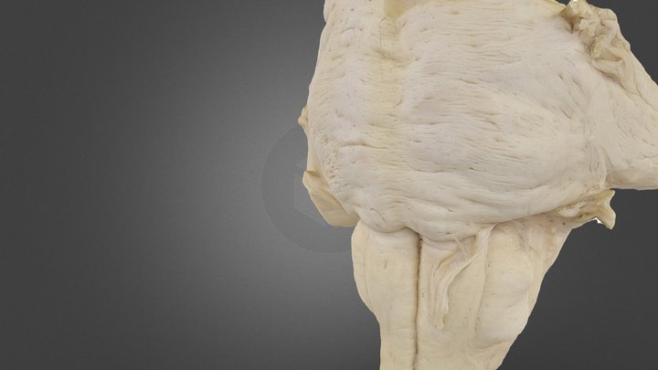 3 3D Model