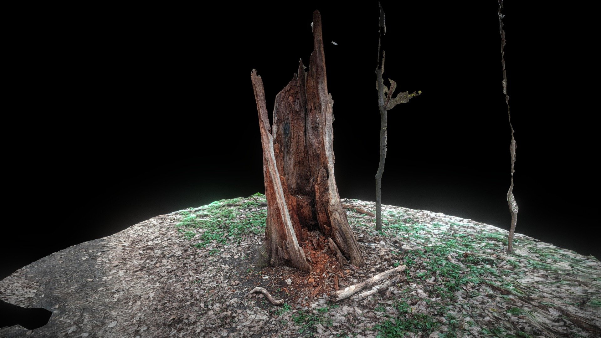 Warszawa, Las Bielański, Stump
