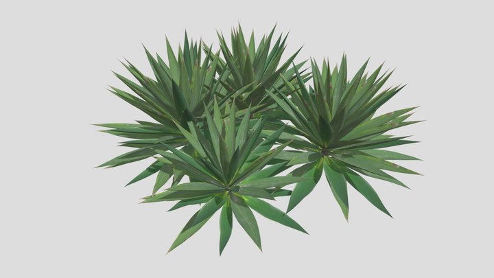 Agave Sisalana Plant 3D Model