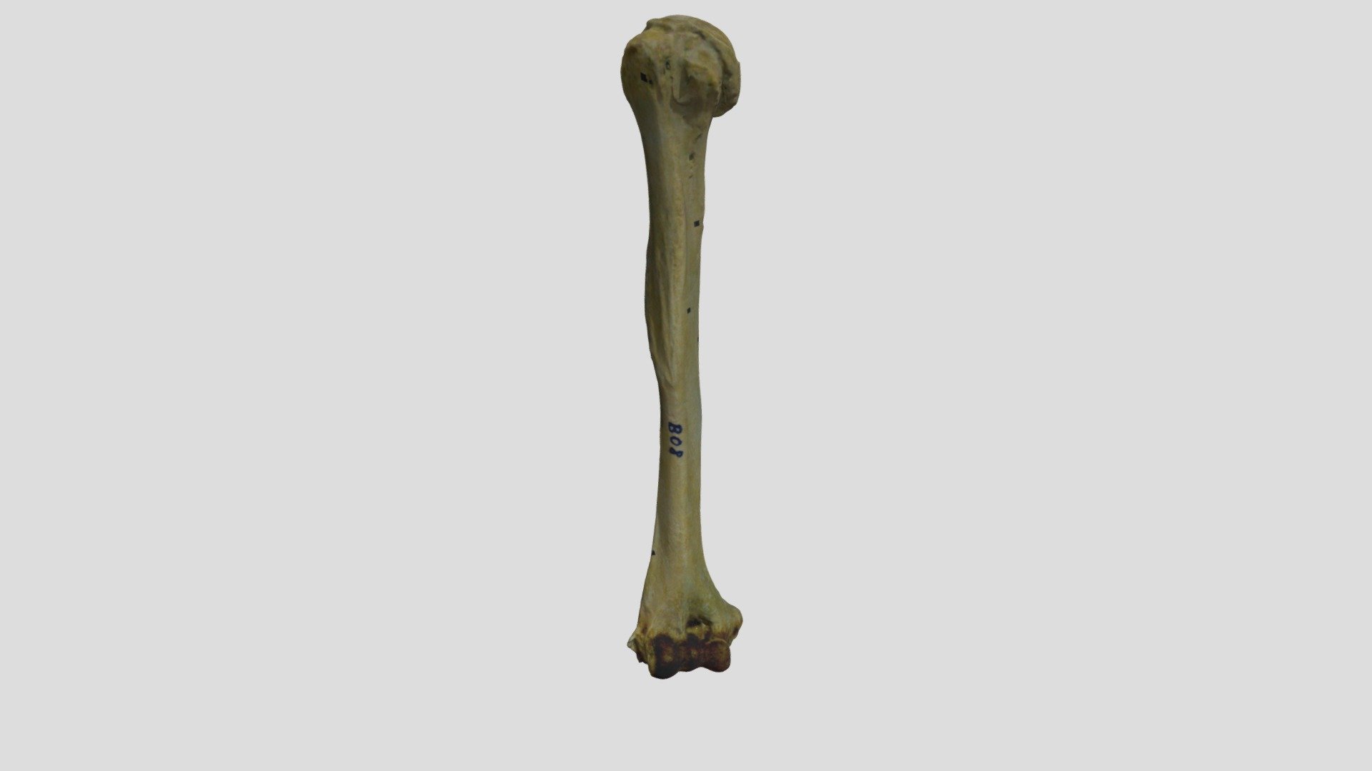 Humerus - 3D model by iSCAN Laboratory (Mahidol University) (@athikhun ...