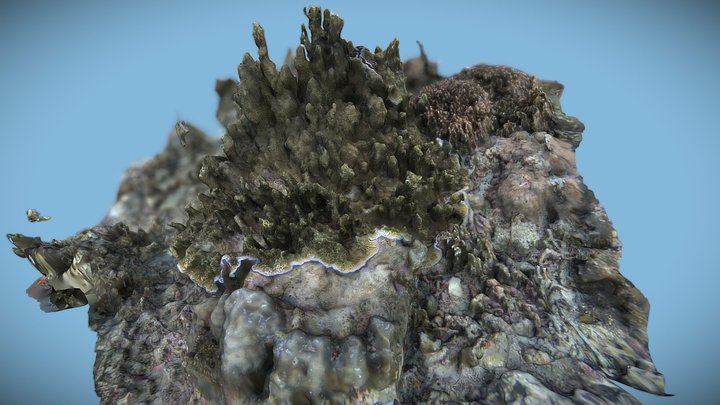 BOH Coral Reef Structure, 200612 3D Model