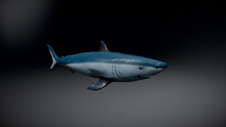 Shark PBR 3D Model