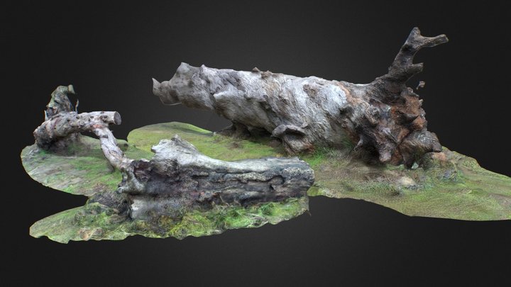 dead forest creepy tree stumps for background2 3D Model