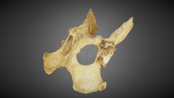 Cadera de un Perrito. Escaneo 3D 3D Model