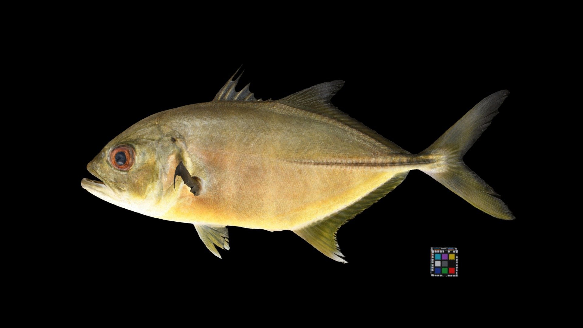 ギンガメアジ 幼魚 Bigeye Trevally, Caranx sexfasciatus