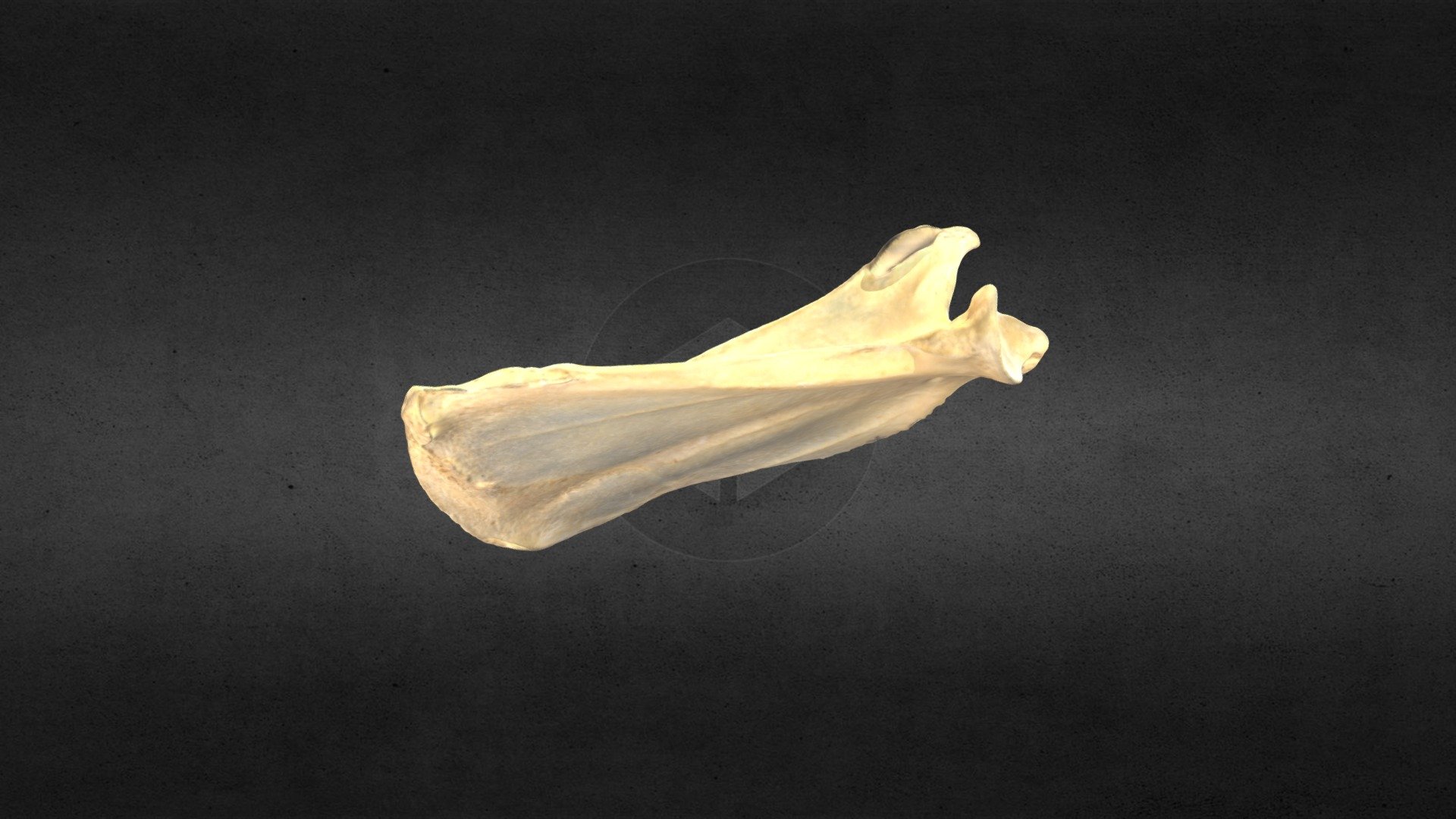 MSCC089 Canis latrans Right Scapula