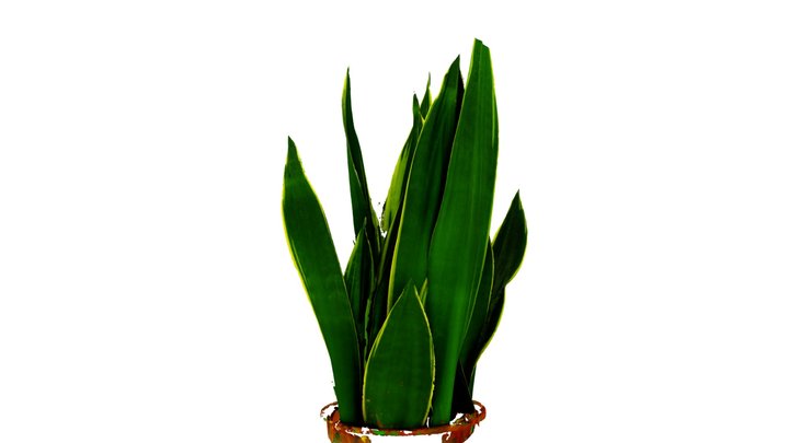 Snake Plant (Highest Res, 108 Photos w/o Aerial) 3D Model
