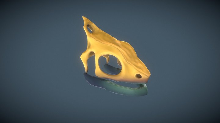 CameleonSkull Demo 3D Model