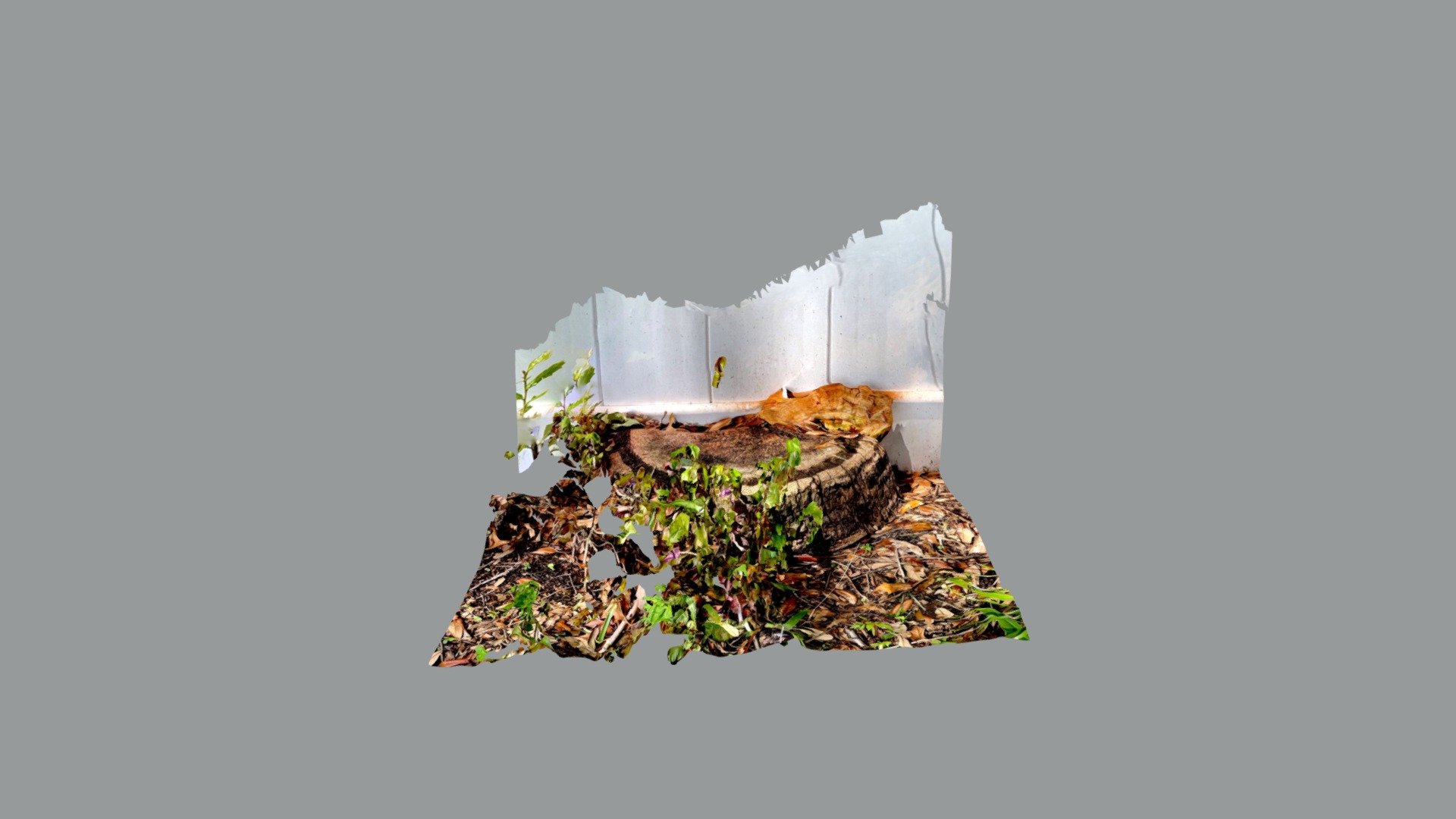 Tree Stump Mushroom