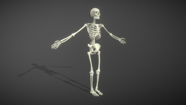 Lowpoly Digitized Human Skeleton 3D Model
