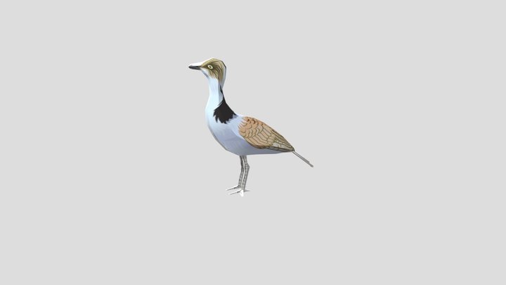 Bustard_great_low_poly 3D Model