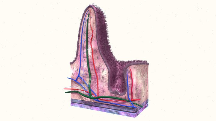Anatomy of villus 3D Model