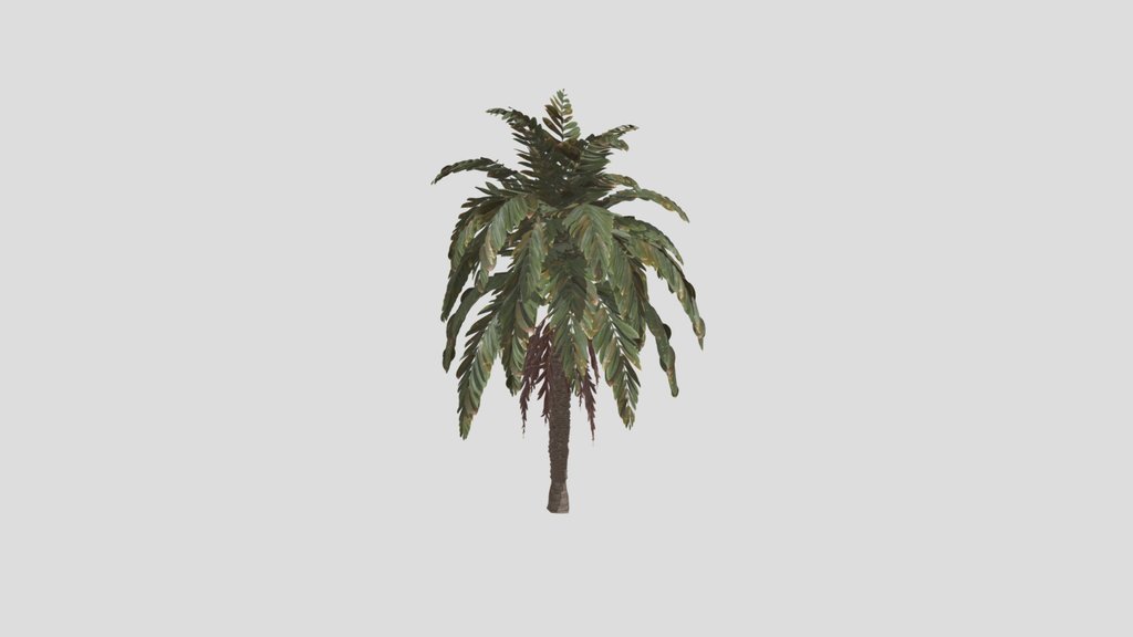 Tree Palm