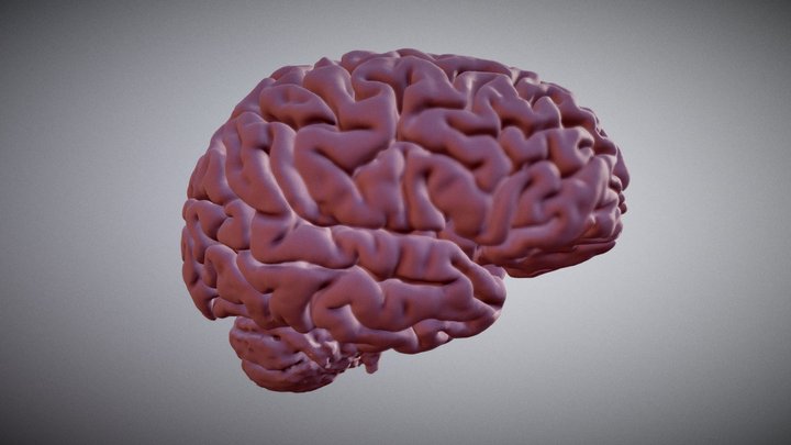 Brain 3D Model