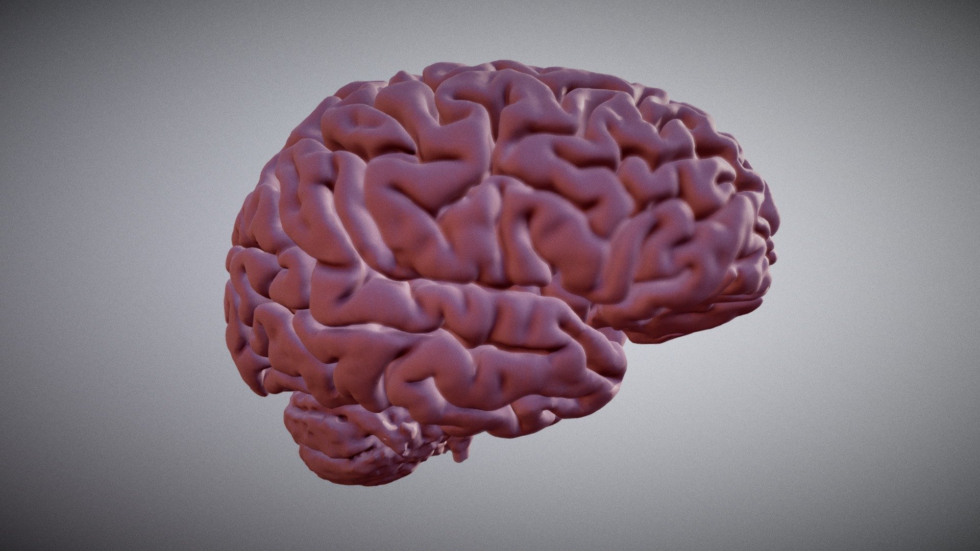 Brain Download Free 3D model by dgallichan (dgallichan