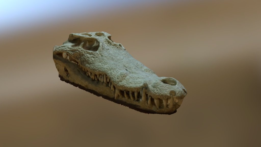 Cecelia the Crocodile