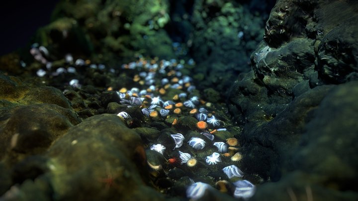 Octopus Garden at Davidson Sea Mount 3D Model