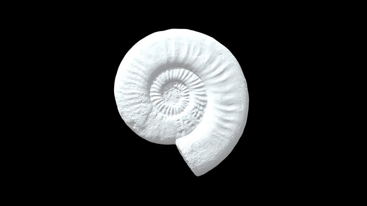 Dumortieria kochi (yeovilensis?) 3D Model