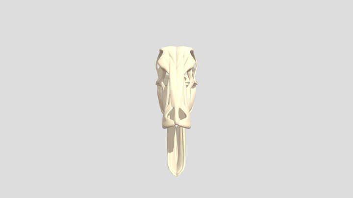 Gallimimus bullatus Skull – Free 3D Model STL