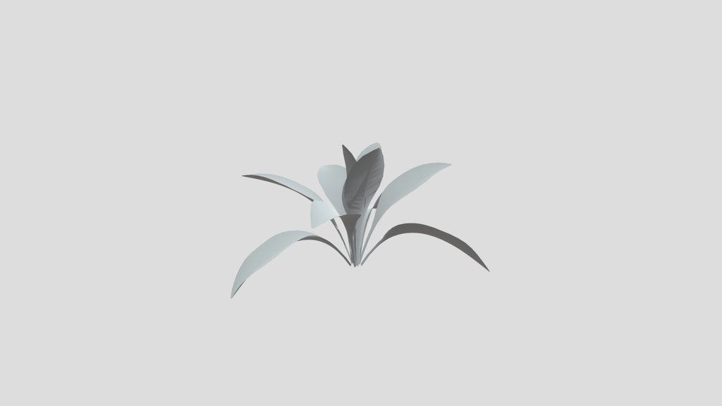 Haran Cast Iron Plant Juvenile