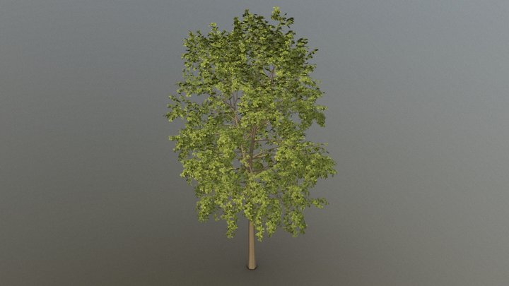 Oak Tree 3D Model