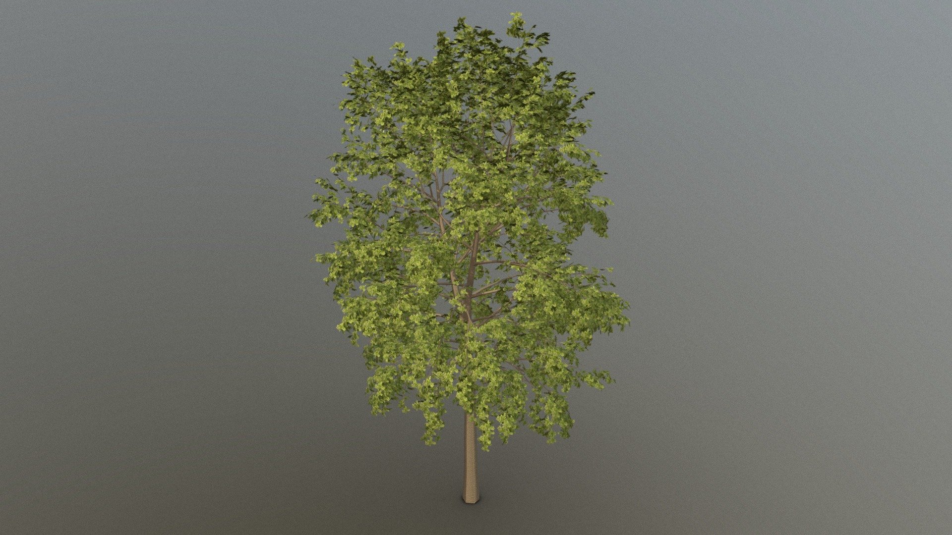 Oak Tree - Download Free 3D model by BazukaliKartal [caf0818] - Sketchfab