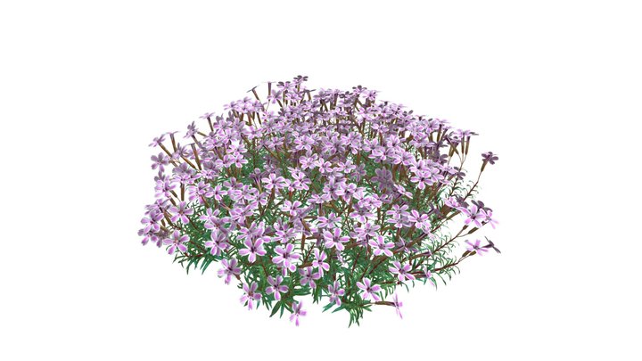 Phlox Candystrip flower Cluster 3D Model