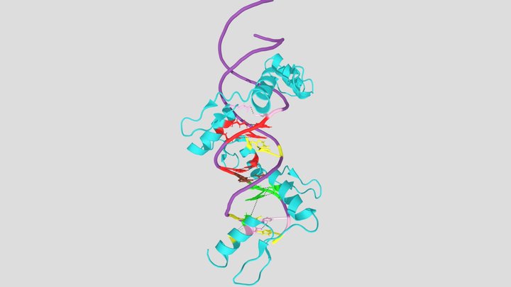 CTCF: The Incredibly Flexible Protein 3D Model