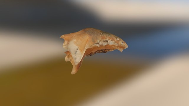 Hyena jaw (low poly) 3D Model