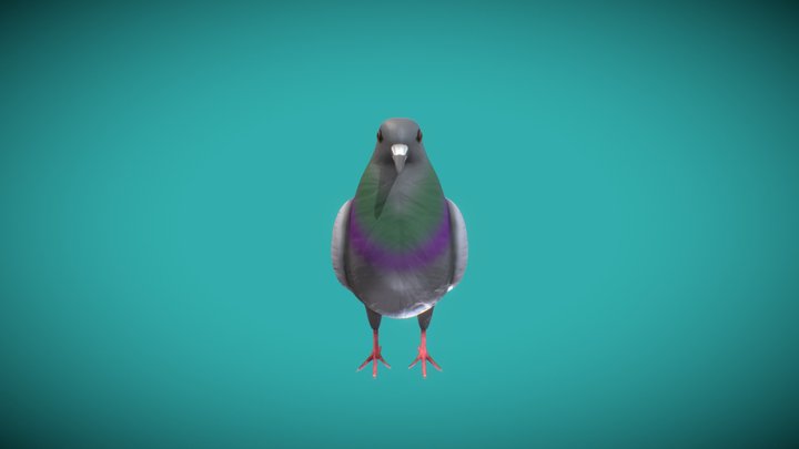 Pigeon 3D Model