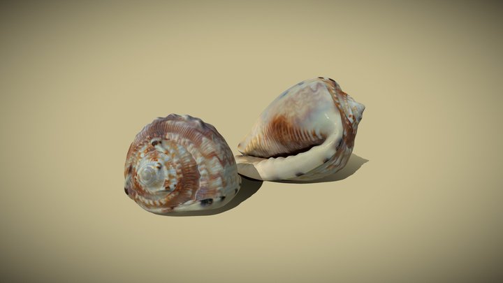 Helmet Shell 3D Model