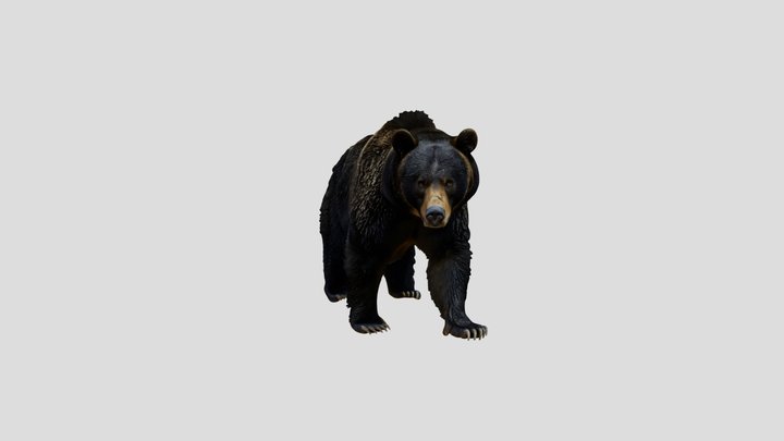 Midnight Bruin Bear – Free 3D Model STL