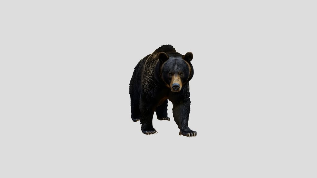 Midnight Bruin Bear
