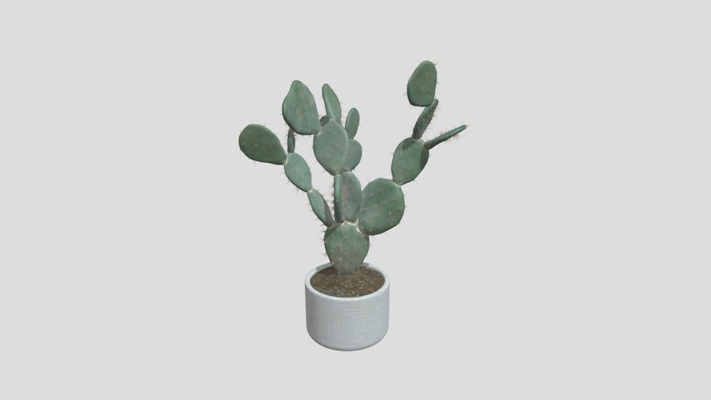 Potted Prickly Pear Cactus