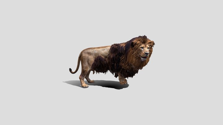 Realistic Lion King 3d Model Free