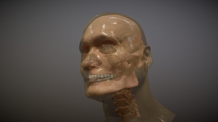 My Head with Visible Skeleton 3D Model