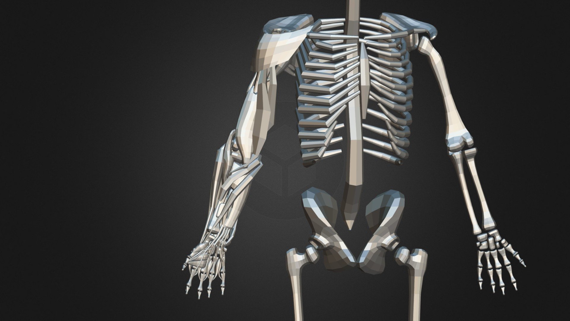 LOW POLY BOX PLANAR MUSCLE HAND 26-9-2022 - Download Free 3D model by ...
