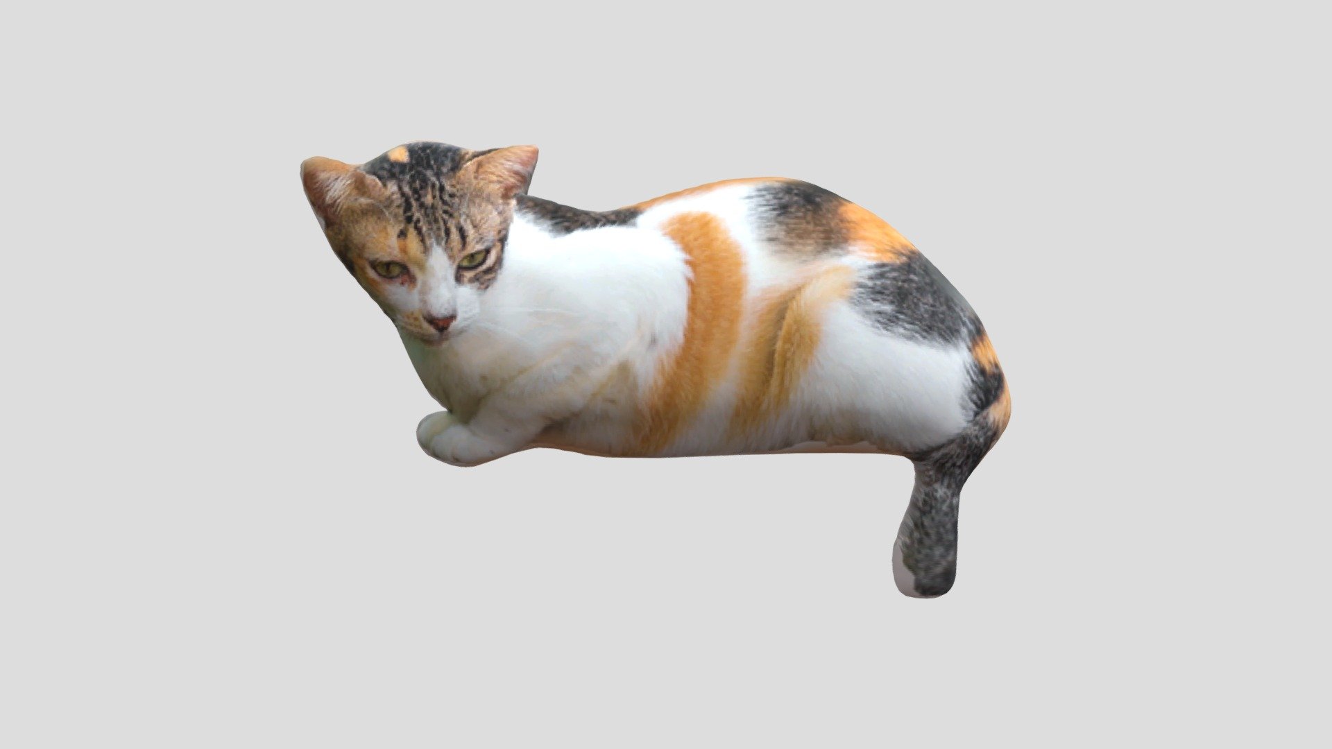 Yuk Mengenal Kucing